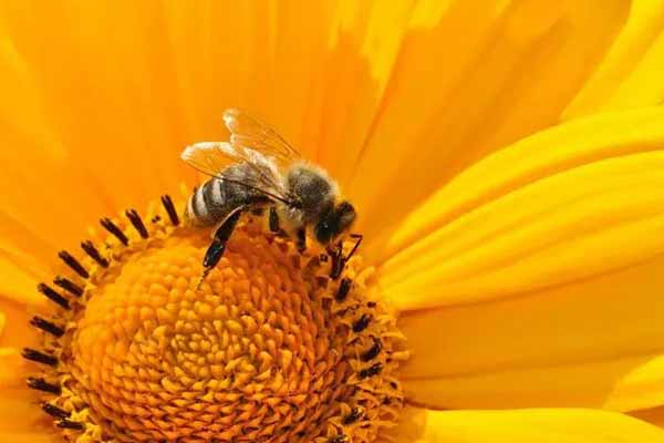 Названа причина вимирання бджіл у світі