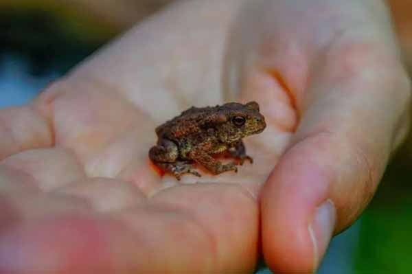 Вчені виявили живу «шоколадну» жабу