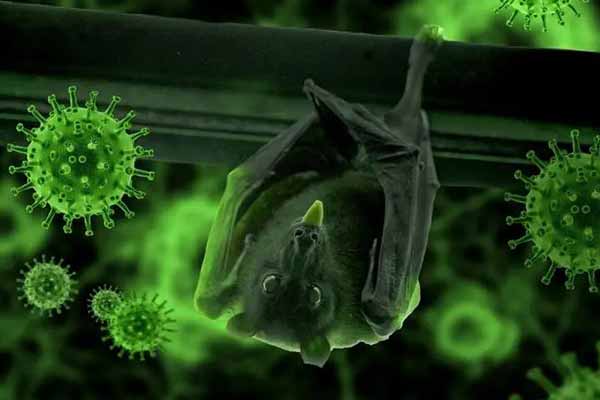Виявлено нову схожість коронавируса SARS-CoV-2 з вірусом кажанів