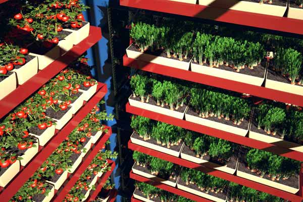 Автоматизована багатоярусна оранжерея конвеєрного типу Автоматизована багатоярусна оранжерея конвеєрного типу