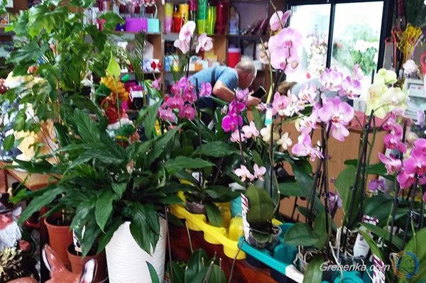 Магазин живих квітів