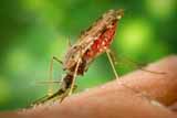  Малярія - актуальна <b>проблема</b> сьогодення 