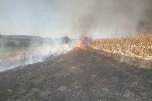 На Полтавщині згоріло 4 гектари кукурудзи
