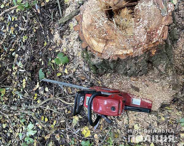 На Полтавщині загинув чоловік намагаючись зрубати дерево