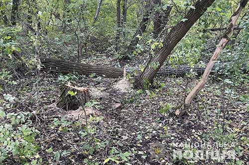  На Полтавщині 37-річний чоловік трагічно загинув, намагаючись зрубати дерево в лісосмузі 