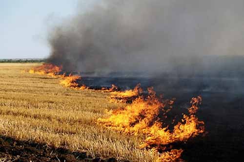  На Полтавщині поліція склала 80 <b>протоколів</b> за випалювання рослинності в населених пунктах 