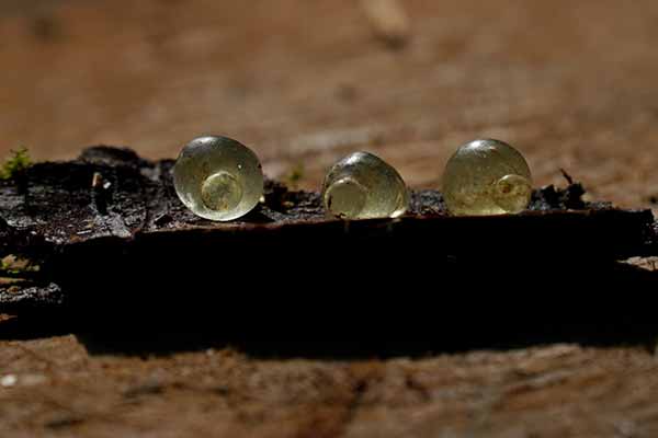 унікальні амфороподібні скляні підвіски унікальні амфороподібні скляні підвіски