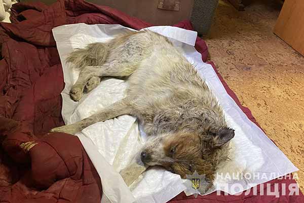На Полтавщині чоловік жорстоко побив собаку й викинув покалічену тварину на смітник