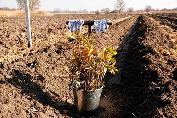 На Полтавщині висадили близько 1,8 мільйона дерев
