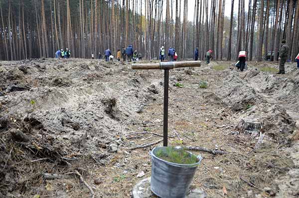 На Полтавщині висадили близько 1,8 мільйона дерев