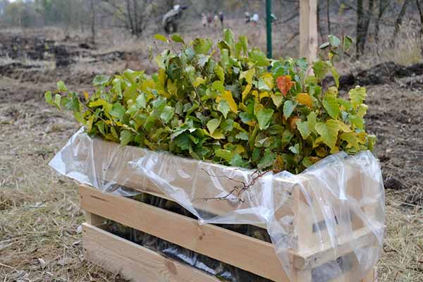 На Полтавщині висадили близько 1,8 мільйона дерев