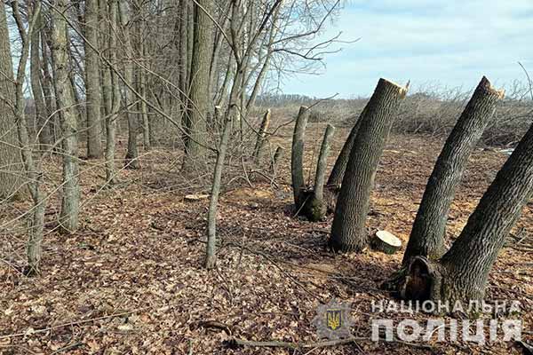 Незаконна порубка лісу
