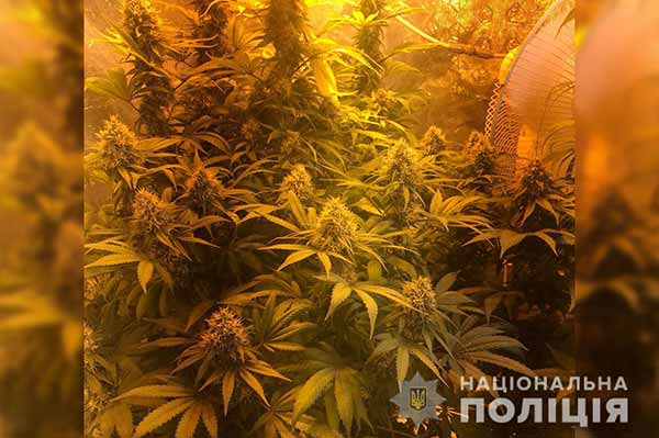 На Полтавщині поліція затримала торгівця наркотиками