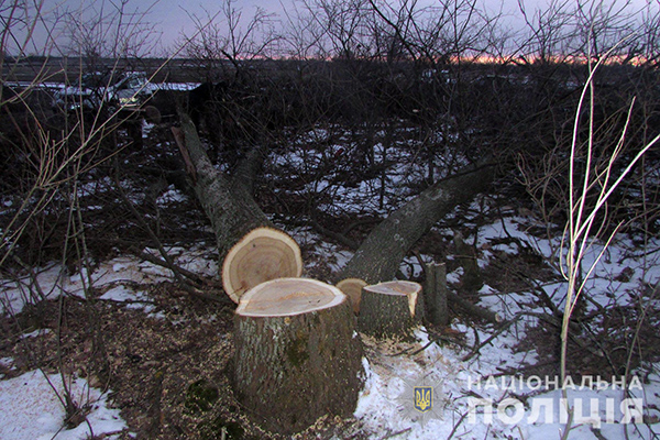  На Полтавщині чоловіка судитимуть за незаконну вирубку <b>дерев</b> в захисних лісових насадженнях 
