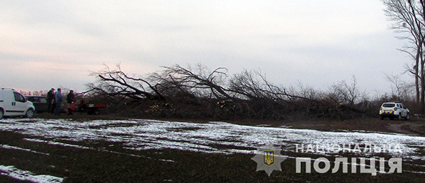 Незаконна порубка лісу