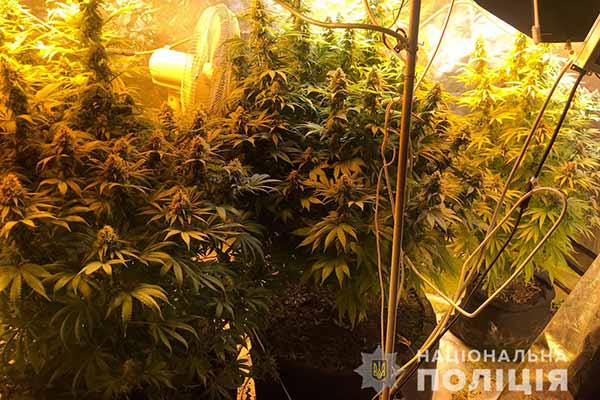 На Полтавщині поліція затримала торгівця наркотиками