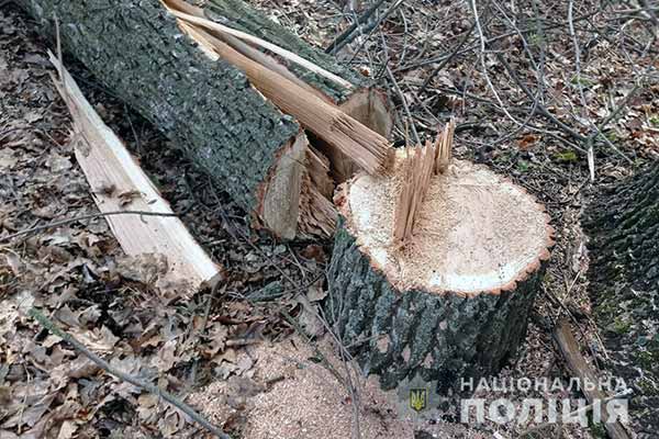 Незаконна порубка лісу
