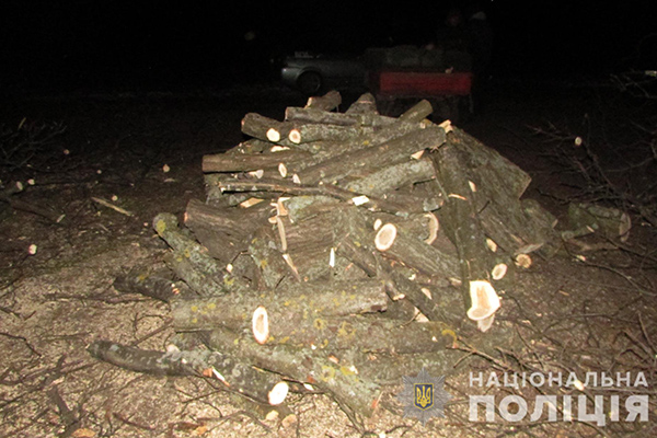 Незаконна порубка лісу