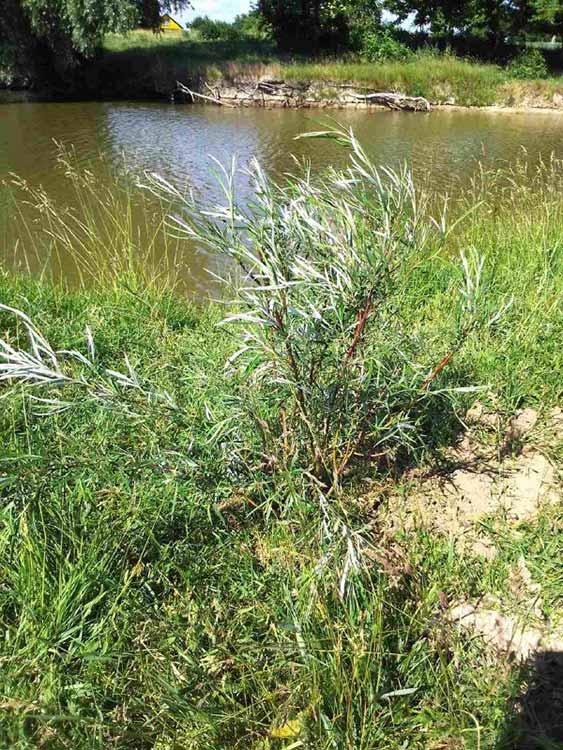 саджанці верби висаджено у населених пунктах Пирятинської громади