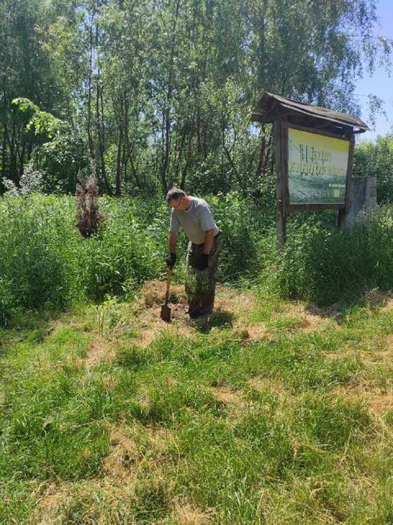 саджанці верби висаджено у населених пунктах Пирятинської громади