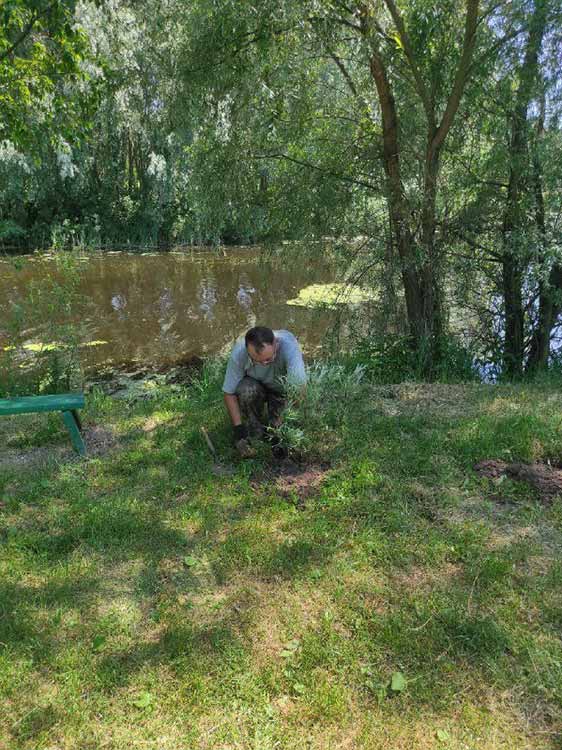 саджанці верби висаджено у населених пунктах Пирятинської громади