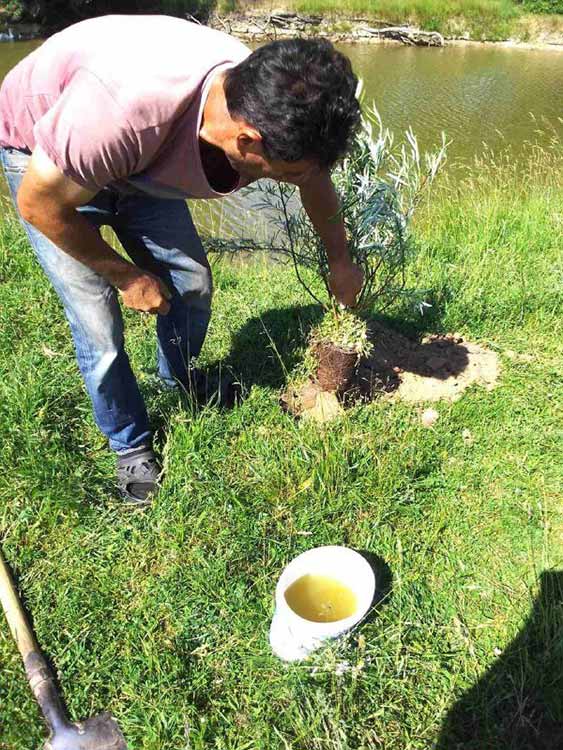 саджанці верби висаджено у населених пунктах Пирятинської громади