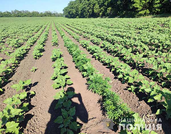 На Полтавщині поліція знайшла серед соняшників тисячі кущів конопель
