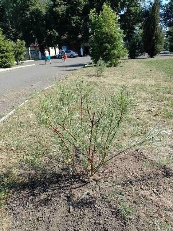 саджанці верби висаджено у населених пунктах Пирятинської громади