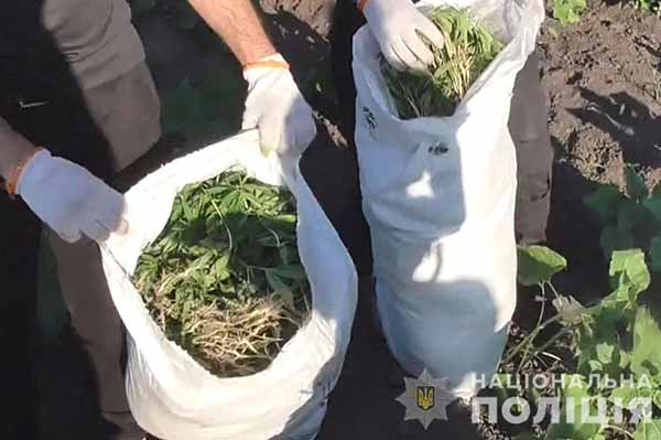 На Полтавщині поліція знайшла серед соняшників тисячі кущів конопель