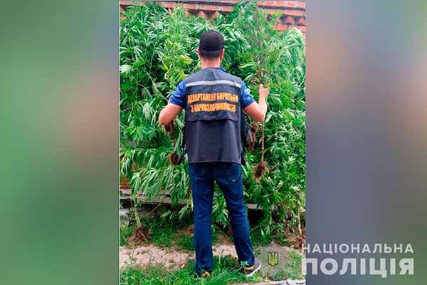У жителя Полтави поліція виявила посів коноплі