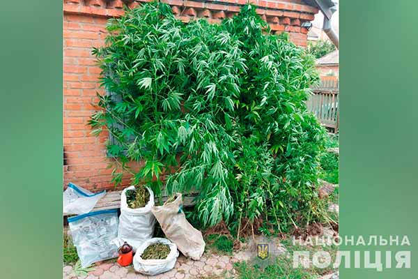 У жителя Полтави поліція виявила посів коноплі