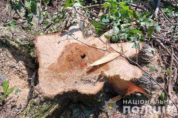 Незаконна порубка лісу