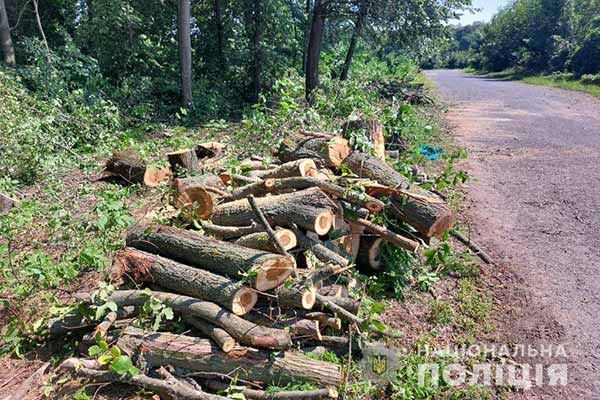 Незаконна порубка лісу