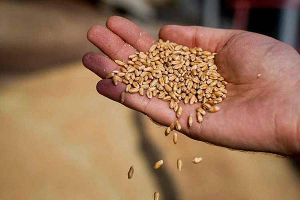 На Полтавщині тривають жнива