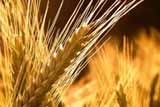  <b>Аграрії</b> Полтавської області вже намолотили 711,7 тис.тонн зерна 