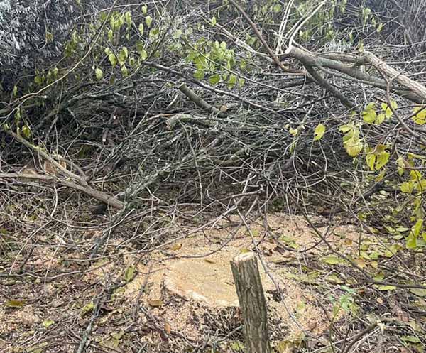 Двоє жителів Градизької тергромади незаконно вирубували ліс