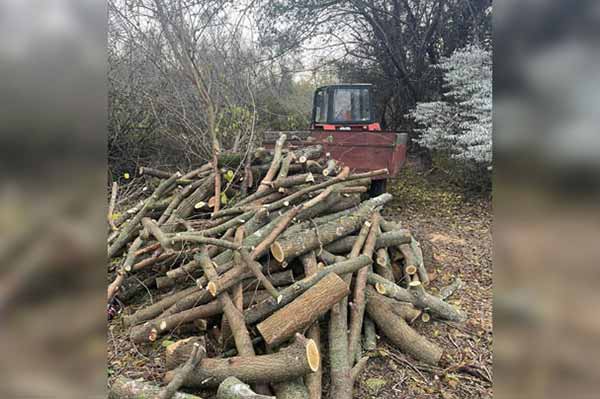 Двоє жителів Градизької тергромади незаконно вирубували ліс