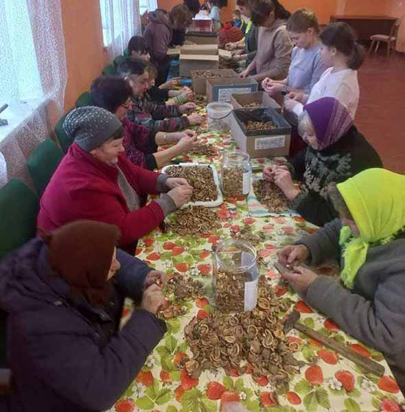 На Полтавщині діти колють горіхи для військовослужбовців