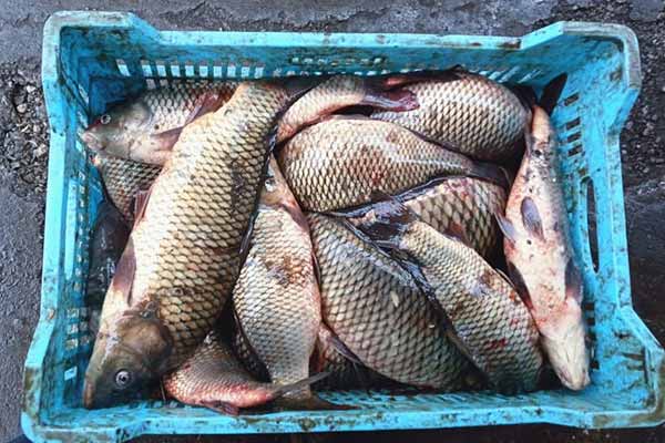 На Полтавщині браконьєр перевозив 500 кілограмів риби