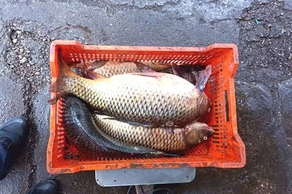На Полтавщині браконьєр перевозив 500 кілограмів риби