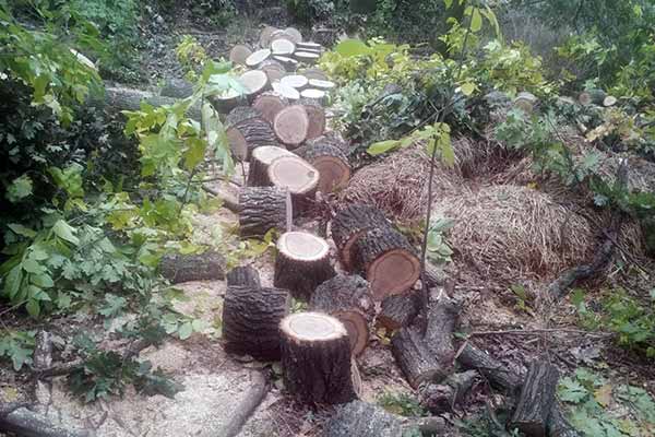 На Полтавщині судитимуть «чорних лісорубів», які завдали шкоди на 350 тисяч грн