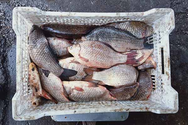 На Полтавщині браконьєр перевозив 500 кілограмів риби