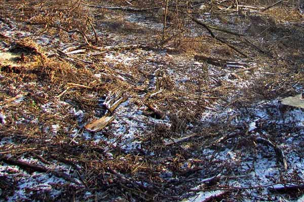 На Полтавщині чоловік здійснив незаконну порубку деревини