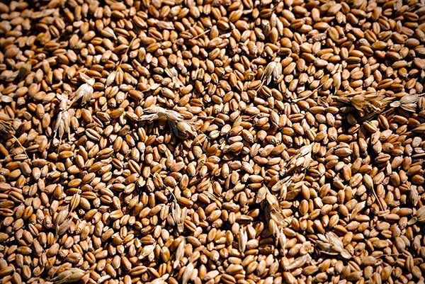 Збір зернових на Полтавщині