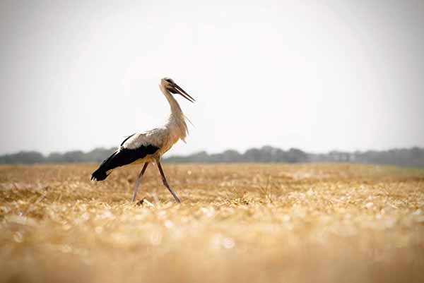 Збір зернових на Полтавщині