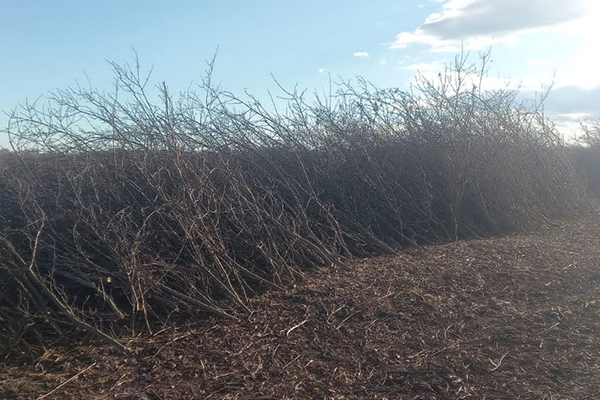 незаконна порубка лісу в Градизькій громаді