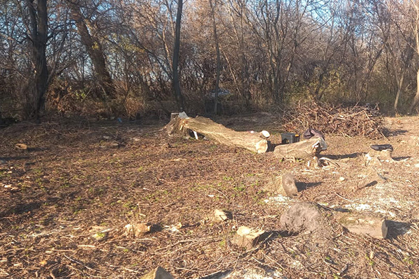 незаконна порубка лісу в Градизькій громаді