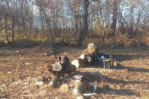 незаконна порубка лісу в Градизькій громаді