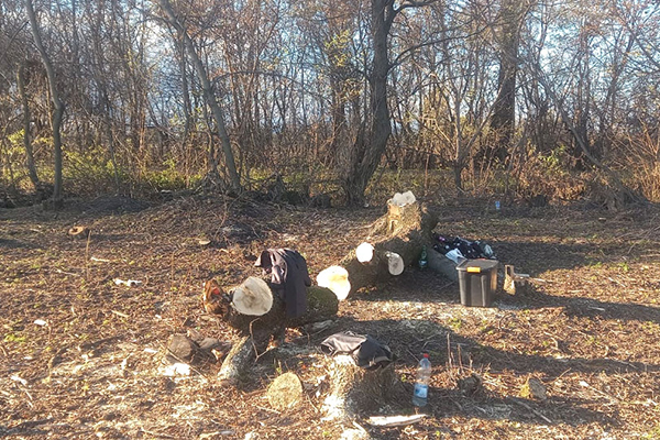 незаконна порубка лісу в Градизькій громаді