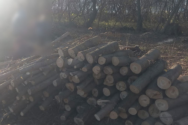 незаконна порубка лісу в Градизькій громаді